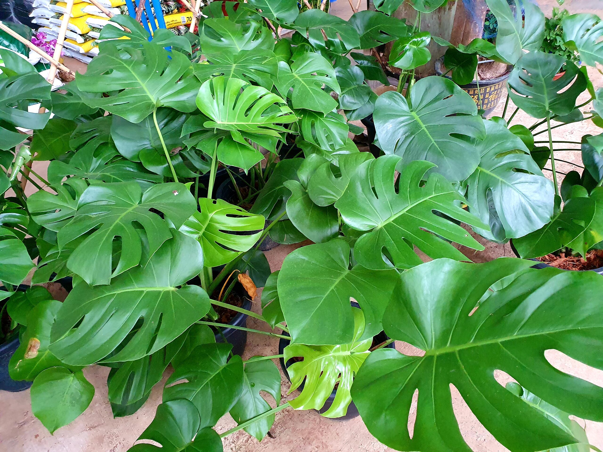 観葉植物を探すなら トムソンロードの Hawaii Landscape Familytravelog Life Is Shiok